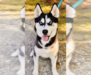 Siberian Husky Dogs for adoption in Jackson , NJ, USA