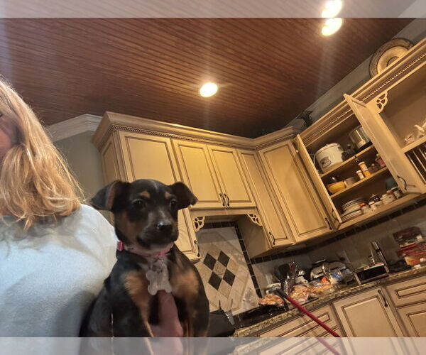 Medium Photo #2 Chipin Puppy For Sale in Holly Springs, NC, USA