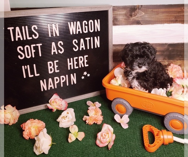 Medium Photo #3 Maltipoo Puppy For Sale in INDEPENDENCE, MO, USA
