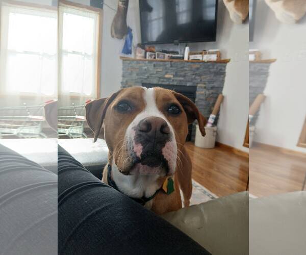 Medium Photo #9 Boxer-Unknown Mix Puppy For Sale in Burnsville, MN, USA