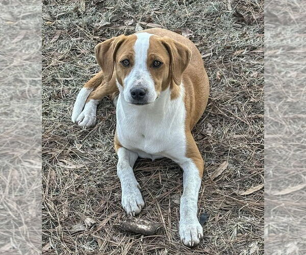 Medium Photo #4 Mutt Puppy For Sale in Boston, MA, USA