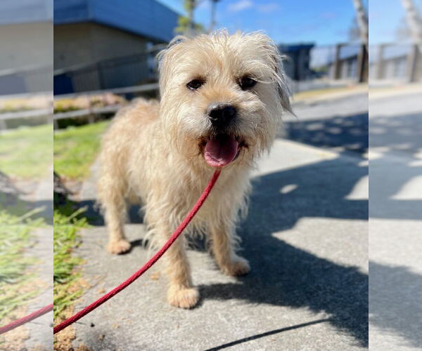 Medium Photo #2 Cairn Terrier-Wheaten Terrier Mix Puppy For Sale in Newport Beach, CA, USA