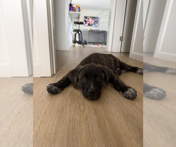 Medium Photo #4 Labrador Retriever-Unknown Mix Puppy For Sale in Studio City, CA, USA