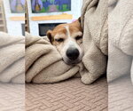 Small #5 Beagle