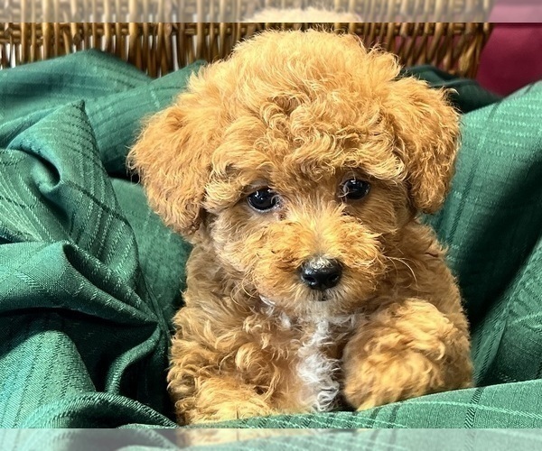 Medium Photo #4 Poodle (Miniature) Puppy For Sale in DUNDEE, OH, USA