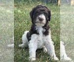 Small #4 Poodle (Standard)