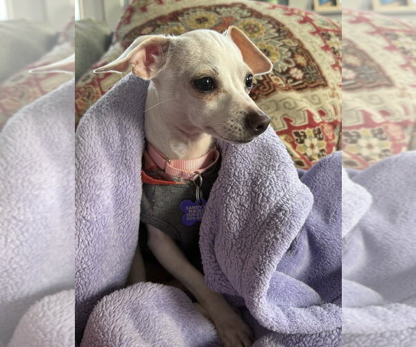 Medium Photo #10 Chihuahua Puppy For Sale in Oak Bluffs, MA, USA