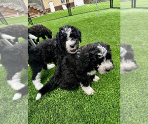 Bernedoodle Puppy for sale in HOLT, MO, USA