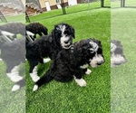Small Bernedoodle