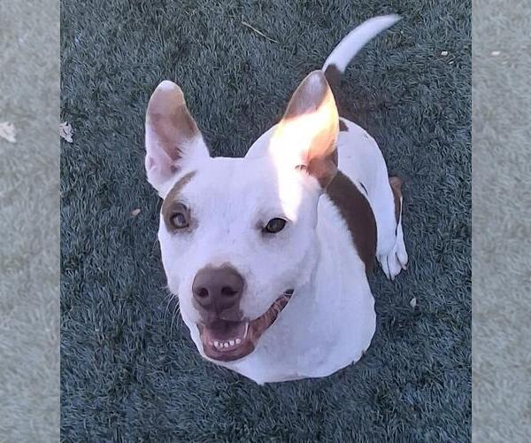 Medium Photo #3 Mutt Puppy For Sale in Rockwall, TX, USA