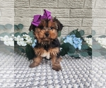 Small #1 Yorkshire Terrier