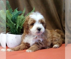 Goldendoodle (Miniature) Puppy for sale in GORDONVILLE, PA, USA