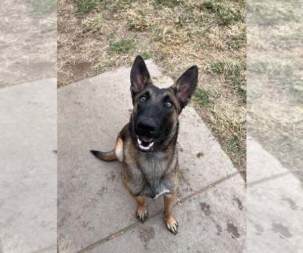 Medium Photo #1 Mutt Puppy For Sale in Imlay City, MI, USA