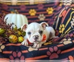 Small Photo #9 Boston Terrier Puppy For Sale in EPHRATA, PA, USA