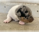 Small Photo #5 Jack Russell Terrier Puppy For Sale in FORT PIERCE, FL, USA