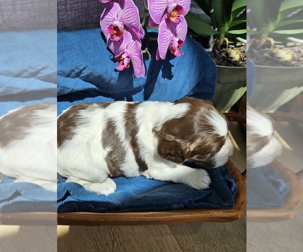 Medium Photo #21 English Springer Spaniel Puppy For Sale in WOOSTER, OH, USA
