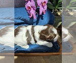 Small #20 English Springer Spaniel