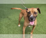 Small #2 Boxer Mix