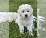 Small #1 Great Pyrenees
