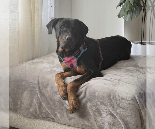 Medium Photo #4 Rottweiler-Unknown Mix Puppy For Sale in Westwood, NJ, USA