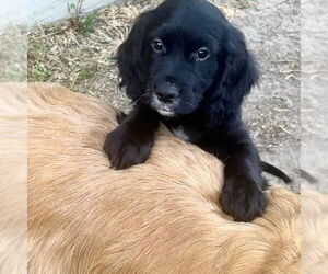 English Springer Spaniel Dogs for adoption in Denton, TX, USA