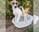 Small #1 Jack-Rat Terrier
