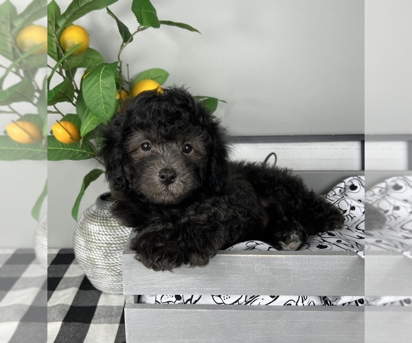 Medium Photo #5 Bernedoodle (Miniature) Puppy For Sale in FRANKLIN, IN, USA
