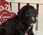 Small Photo #13 Bernedoodle Puppy For Sale in ADVANCE, NC, USA