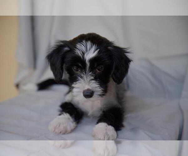 Medium Photo #1 Chinese Crested Puppy For Sale in COOPER CITY, FL, USA
