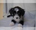 Small Photo #1 Chinese Crested Puppy For Sale in COOPER CITY, FL, USA