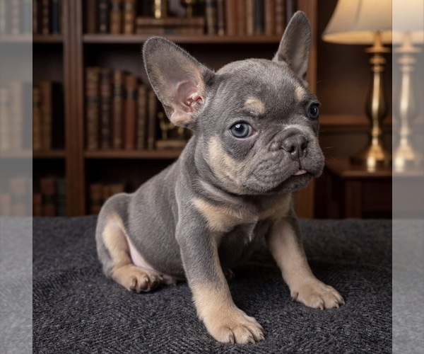 Medium Photo #5 French Bulldog Puppy For Sale in RENTON, WA, USA