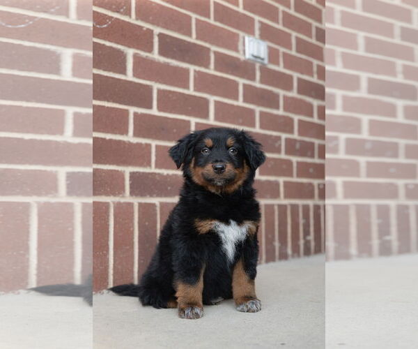 Medium Photo #6 Collie-Unknown Mix Puppy For Sale in Sandy, UT, USA