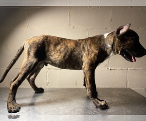 Presa Canario Puppy for sale in EDINBURG, TX, USA