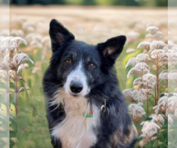 Medium Photo #13 Border Collie Puppy For Sale in Highland, IL, USA