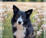 Small #12 Border Collie