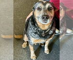 Small #1 Australian Cattle Dog