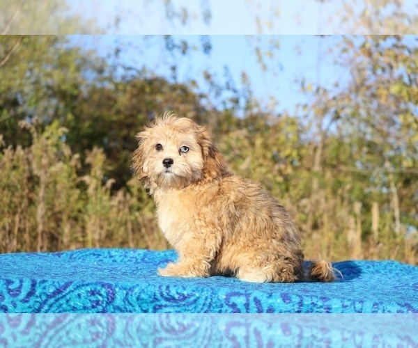 Medium Photo #16 ShihPoo Puppy For Sale in DYERSBURG, TN, USA