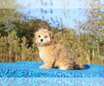 Small #15 ShihPoo