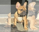 Small #1 French Bulldog