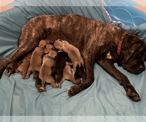 Mother of the Mastiff puppies born on 06/29/2019