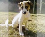 Small Photo #1 Boxer-Unknown Mix Puppy For Sale in Social Circle, GA, USA