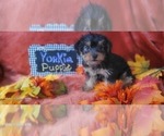 Small #3 Yorkshire Terrier