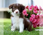 Small #3 Border Collie