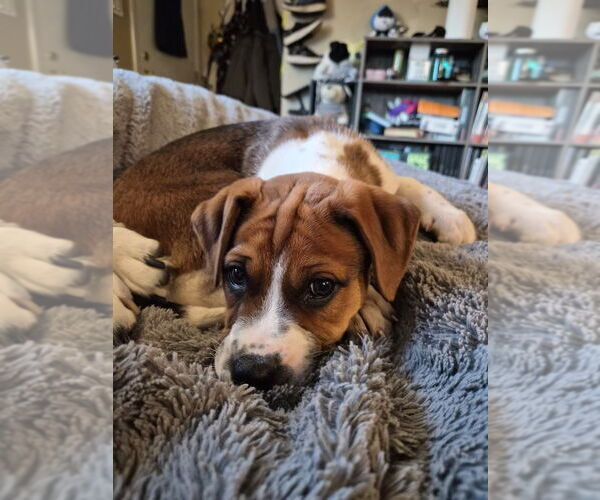 Medium Photo #1 Mutt Puppy For Sale in Springdale, PA, USA