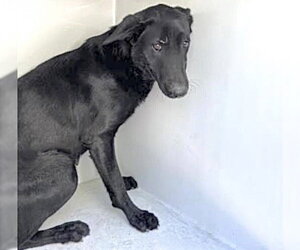 Shepradors Dogs for adoption in Houston, TX, USA