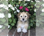 Small Photo #10 Coton de Tulear-Unknown Mix Puppy For Sale in BROGUEVILLE, PA, USA
