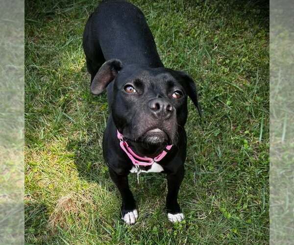 Medium Photo #1 Mutt Puppy For Sale in Shelburne, VT, USA
