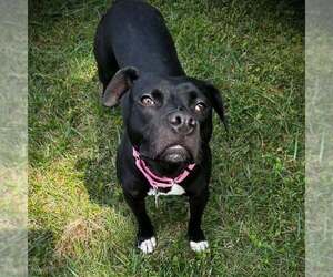 Mutt Dogs for adoption in Shelburne, VT, USA