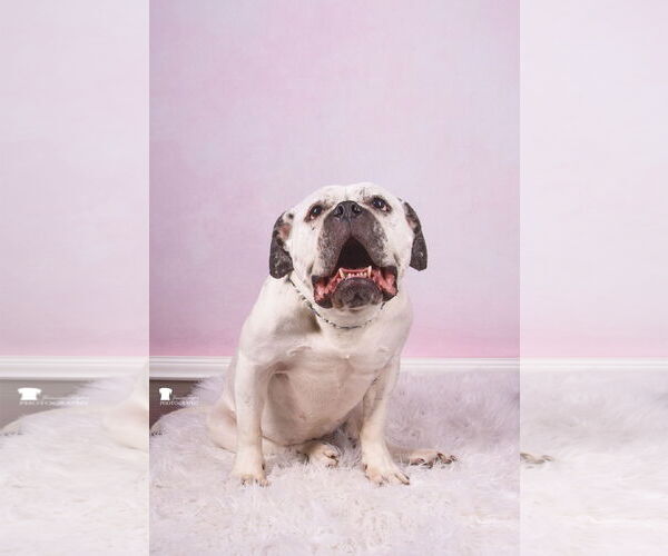 Medium Photo #12 American Bulldog-Unknown Mix Puppy For Sale in Mount Pleasant, SC, USA