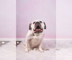 Small #11 American Bulldog Mix